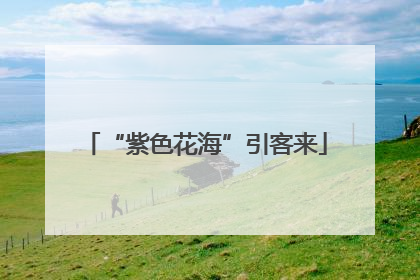 “紫色花海”引客来