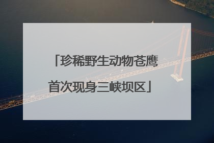 珍稀野生动物苍鹰首次现身三峡坝区