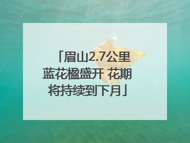 眉山2.7公里蓝花楹盛开 花期将持续到下月