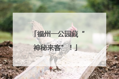 福州一公园藏“神秘来客”！