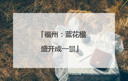福州：蓝花楹盛开成一景