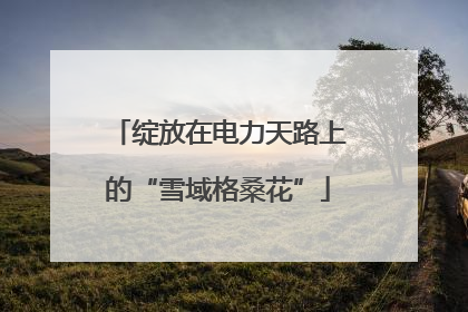 绽放在电力天路上的“雪域格桑花”