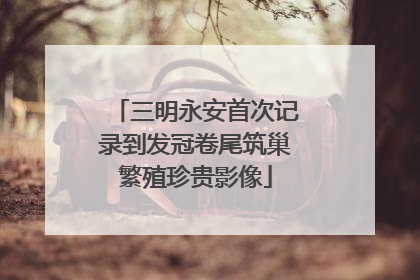 三明永安首次记录到发冠卷尾筑巢繁殖珍贵影像