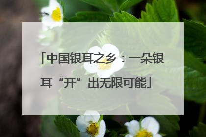 中国银耳之乡：一朵银耳“开”出无限可能