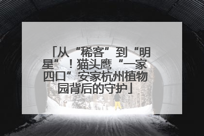 从“稀客”到“明星”！猫头鹰“一家四口”安家杭州植物园背后的守护