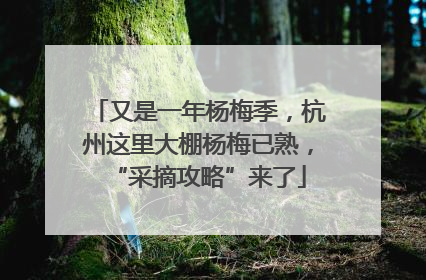 又是一年杨梅季，杭州这里大棚杨梅已熟，“采摘攻略”来了
