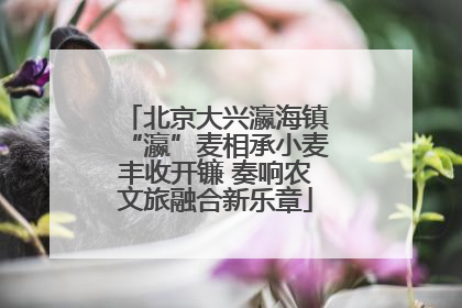 北京大兴瀛海镇“瀛”麦相承小麦丰收开镰 奏响农文旅融合新乐章