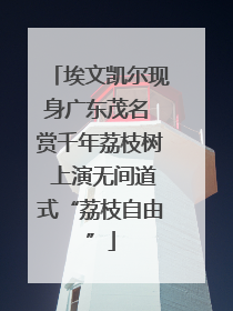 埃文凯尔现身广东茂名 赏千年荔枝树 上演无间道式“荔枝自由”