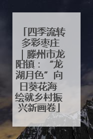 四季流转 多彩枣庄｜滕州市龙阳镇：“龙湖月色”向日葵花海 绘就乡村振兴新画卷