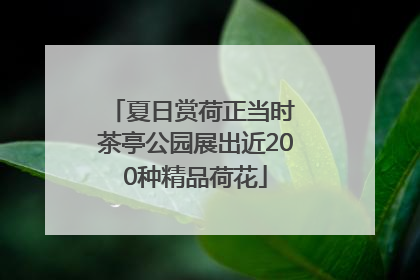 夏日赏荷正当时 茶亭公园展出近200种精品荷花