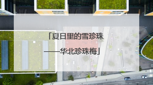 夏日里的雪珍珠——华北珍珠梅