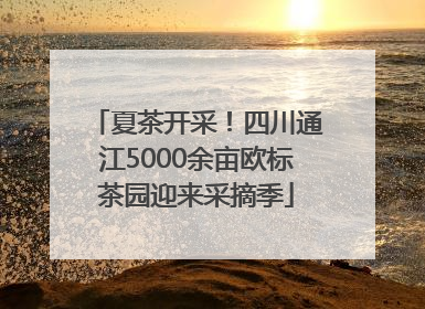 夏茶开采！四川通江5000余亩欧标茶园迎来采摘季