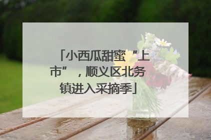 小西瓜甜蜜“上市”，顺义区北务镇进入采摘季