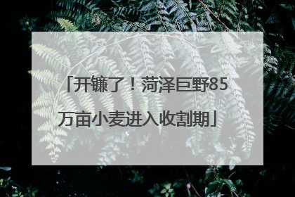开镰了！菏泽巨野85万亩小麦进入收割期