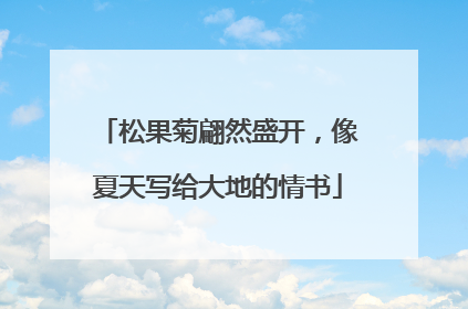 松果菊翩然盛开，像夏天写给大地的情书