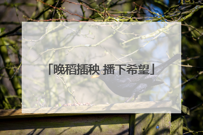晚稻插秧 播下希望