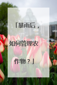 暴雨后，如何管理农作物？