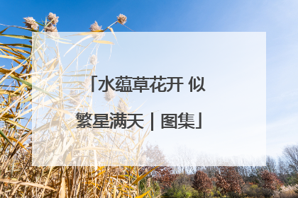 水蕴草花开 似繁星满天｜图集