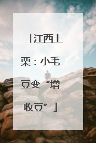 江西上栗：小毛豆变“增收豆”