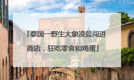 泰国一野生大象凌晨闯进商店，狂吃零食和鸡蛋