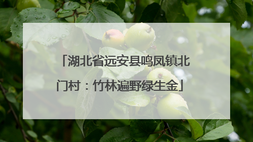 湖北省远安县鸣凤镇北门村：竹林遍野绿生金