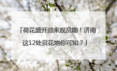荷花盛开迎来观赏期！济南这12处赏花地你可知？