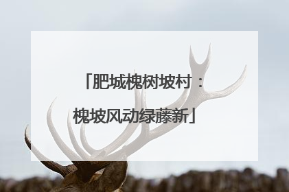肥城槐树坡村：槐坡风动绿藤新