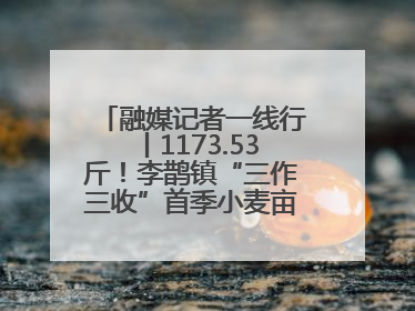 融媒记者一线行丨1173.53斤！李鹊镇“三作三收”首季小麦亩产创新高