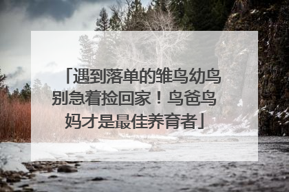 遇到落单的雏鸟幼鸟别急着捡回家！鸟爸鸟妈才是最佳养育者