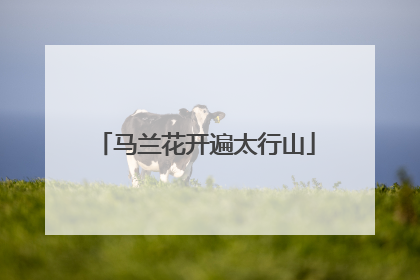 马兰花开遍太行山
