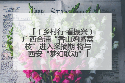 （乡村行·看振兴）广西合浦“香山鸡嘴荔枝”进入采摘期 将与西安“梦幻联动”