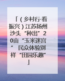 （乡村行·看振兴）江苏扬州沙头“种出”20亩“玉米迷宫” 民众体验别样“田园乐趣”